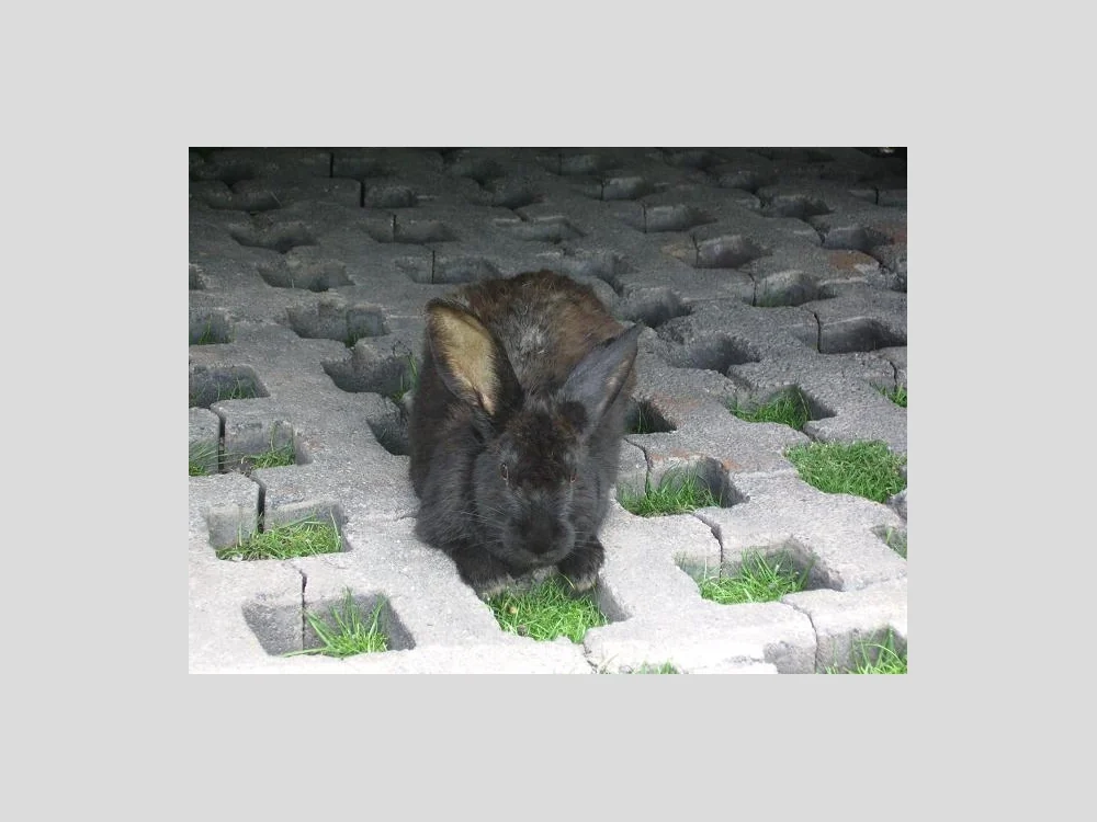 Adopasto Doble Gato de concreto PAISA